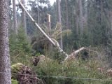 Nach Orkan Friederike - Zw. Dassel u. Erholungsheim  (34)